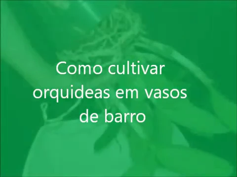 COMO CULTIVAR ORQUIDEAS EM VASO DE BARRO