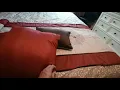 Honest Review of the Madison Park Comforter Set