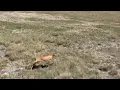 Download Lagu Saluki /greyhound vs steenbok #iqhina#hunter's point #home of greyhounds hunting \u0026 racing vedios