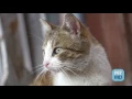 Cat Wound Care