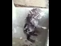 Download Lagu Viral tikus mandi sendiri pake sabun ‼️😅😅