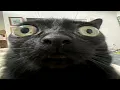 Cats malfunctions