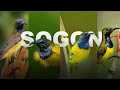 Download Lagu MASTERAN SOGON FULL NEMBAK !! TERBAIK 100% AMPUH BUAT MEMANCING EMOSI BURUNG
