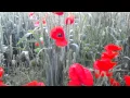 Corn Poppies