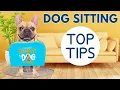 Dog Sitting For A Friend Top 10 Tips For Fun Safety And Success