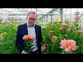 Cut flower introductions 2022 - Alstroemeria