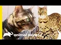 These Beautiful Bengal Cats Are Incredibly Intelligent Cats 101