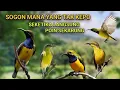 Download Lagu SUARA PIKAT KHUSUS SOGON