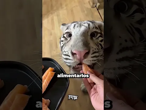 Este LEOPARDO La ATACÓ… Pero Ella Hizo Algo Inesperado 😱🐆