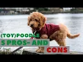 Toy Poodle Pros and Cons Do you really want one