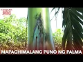 Download Lagu Birheng Maria, nagpaabot ng mensahe sa pamamagitan ng puno sa Negros? | Kapuso Mo, Jessica Soho