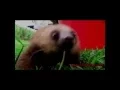 Super Cute Sloth Scream