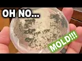 How to Test for Mold in Your House DIY Mold Armor DIY Mold Test Kit