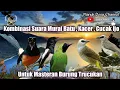 Download Lagu Masteran Trucukan Full Isian MURAI BATU vs CUCAK IJO vs KACER Ampuh Jitu