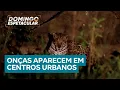Download Lagu Onças são vistas soltas em cidades do Mato Grosso do Sul e do Paraná