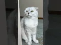 Download Lagu Sonya…🙄 #cat #cats #pets