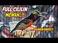 Lagu SUARA BURUNG KOLIBRI NINJA GACOR FULL NEMBAK ISIAN MEWAH !! PANCINGAN KONIN BAHAN AGAR CEPAT EMOSI