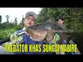 Download Lagu VISMANIA SLAAT TERUG 230825 NIEUWS vol met NABIRE RIVER ROOFDIEREN