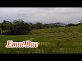 Download Lagu 𝑬𝑴𝑼𝑻 𝑩𝑨𝑬.. 𝑯𝑬𝑻𝑻𝒀 𝑲𝑶𝑬𝑺 𝑬𝑵𝑫𝑨𝑵𝑮 #sawah #suasanapedesaan #pedesaan #pemandanganbagus