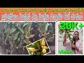 Lagu Brahmakamal plant immediately produces so many buds! How to get it, how to grow it / Watch this video / Sujatha