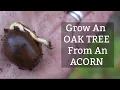 How To Grow An OAK TREE From An ACORN SEED