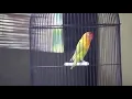 Download Lagu Gaya santai Lovebird RORO
