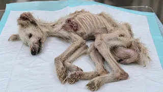 No One Thought He'd Survive - But His Unbreakable Will and the Power of Love Helped Him Triumph!