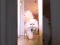 Lagu fluffy Persian Cat walking 😍 #shorts #persiancat  #fluffycat