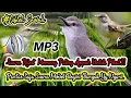 Download Lagu Suara Pikat Ciblek Sawah Super Joss... Hitungan Menit Langsung Ngumpul‼️