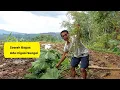 Download Lagu Sawah Bagus View Bagus . Luas Tanah 2.400 Meter . Harga 140 Juta Nego