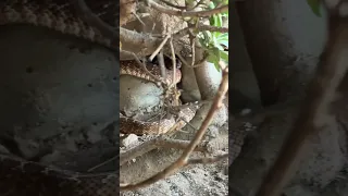 One of these two Red Diamond Rattlesnakes bit my father-in-law today. #snake #snakebites #snakes
