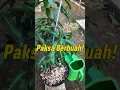 Download Lagu Cara Memakasa Pohon Mangga Berbuah Dalam Pot Kecil! #grafting #mangografting #mangobonsai