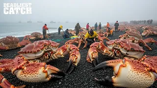 Tasmanian Giant Crab vs King Crab 40 Tons 10 Million and a Battle for the Ocean s Throne