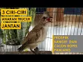 Download Lagu 3 Cara Memilih Anakan Trucukan Jantan Umur 3 Minggu Yang Bagus Dan Prospek