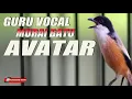 Download Lagu MASTERAN PALING DI CARI Sang GURU MURAI BATU AVATAR !!!