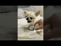 Pino Doesn t Want to Part with Favorite Yogurt ViralHog