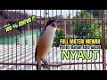 burung cendet gacor JITU BONGKAR MATERI PANCINGAN CENDET AGAR BUNYI jadikan BURUNG PENTET GACOR DORR