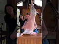 Download Lagu Butchering a Whole Lamb and Cooking🔥