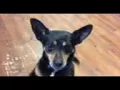 of adoptable pet named Tank