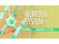 Download Lagu The Nervous System, Part 1: Crash Course Anatomy \u0026 Physiology #8