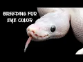 Ball Python Genes and Eye Color