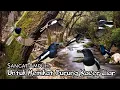 Download Lagu Suara Pikat BURUNG KACER RIBUT/TARUNG. Sangat Ampuh Untuk Memikat Kacer Liar..