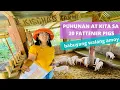 MAGKANO PUHUNAN AT KITA SA PAGAALAGA NG 20 FATTENER PIGS Step by Step Guide 2022