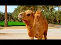 Discover Uzbekistan | The Heart of the Silk Road 🇺🇿 Samarkand, Bukhara, Khiva & Tashkent