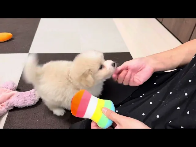 動画