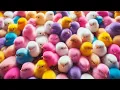 Download Lagu Menangkap anak ayam warna warni, bebek warna warni, angsa warna lucu, marmot, hamster, kelinci lucu
