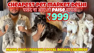 Cheapest Cat Market in Delhi / Persian, Sphynx, Siamese, Maine Coon All Breeds Available | Srv Vlogs