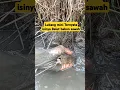 Lagu Gil4 !! Kekuatan Belut babon di parit sawah #mancingbelutdisawah #mancinbelut #mancingbelutsawah
