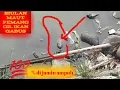 Download Lagu siulan  pemanggil ikan gabus kepermukaan