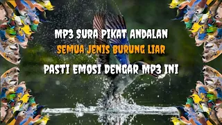 Download Mp3 Suara Pikat Andalan || Untuk Semua Jenis burung MP3